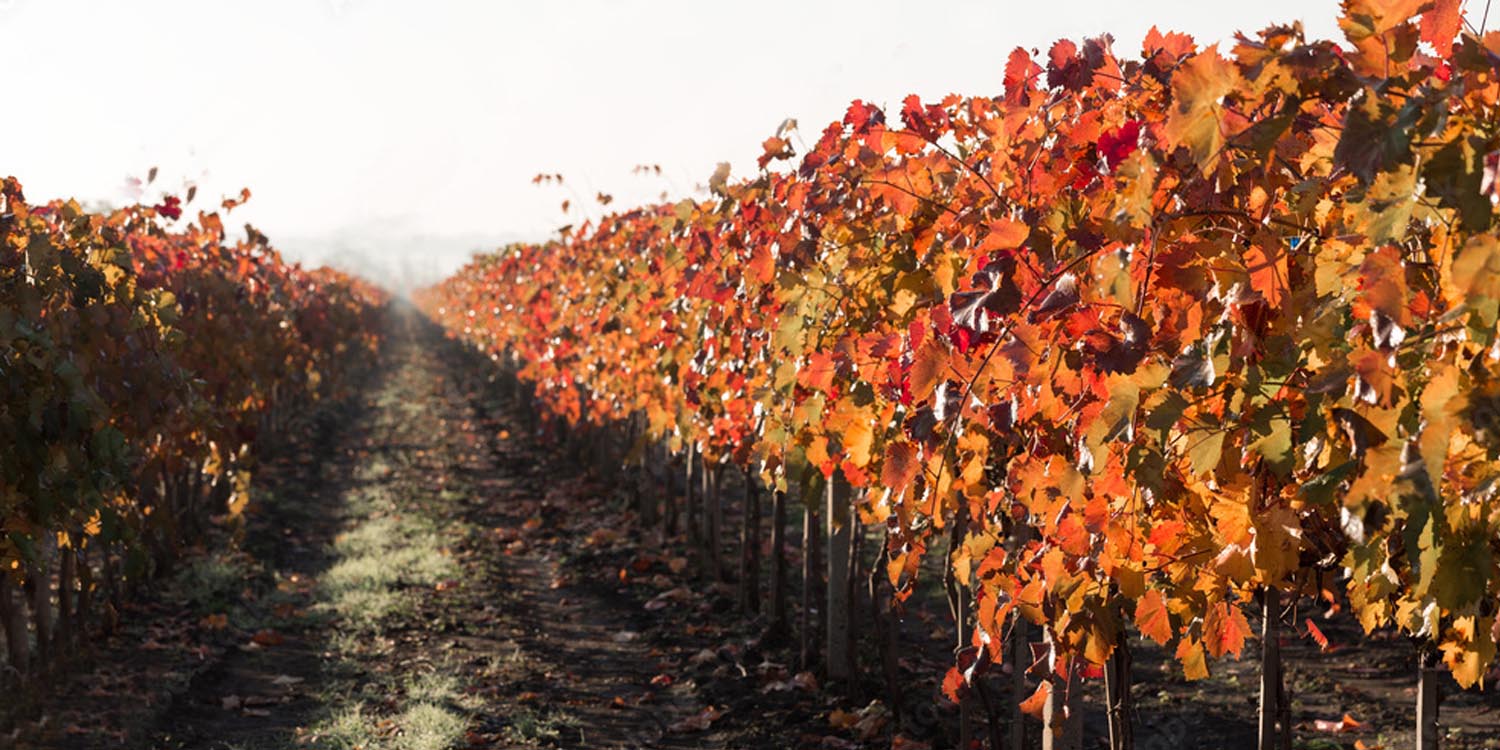 Quels sont les bienfaits de la vigne rouge ? - Groupe Mutualiste RATP